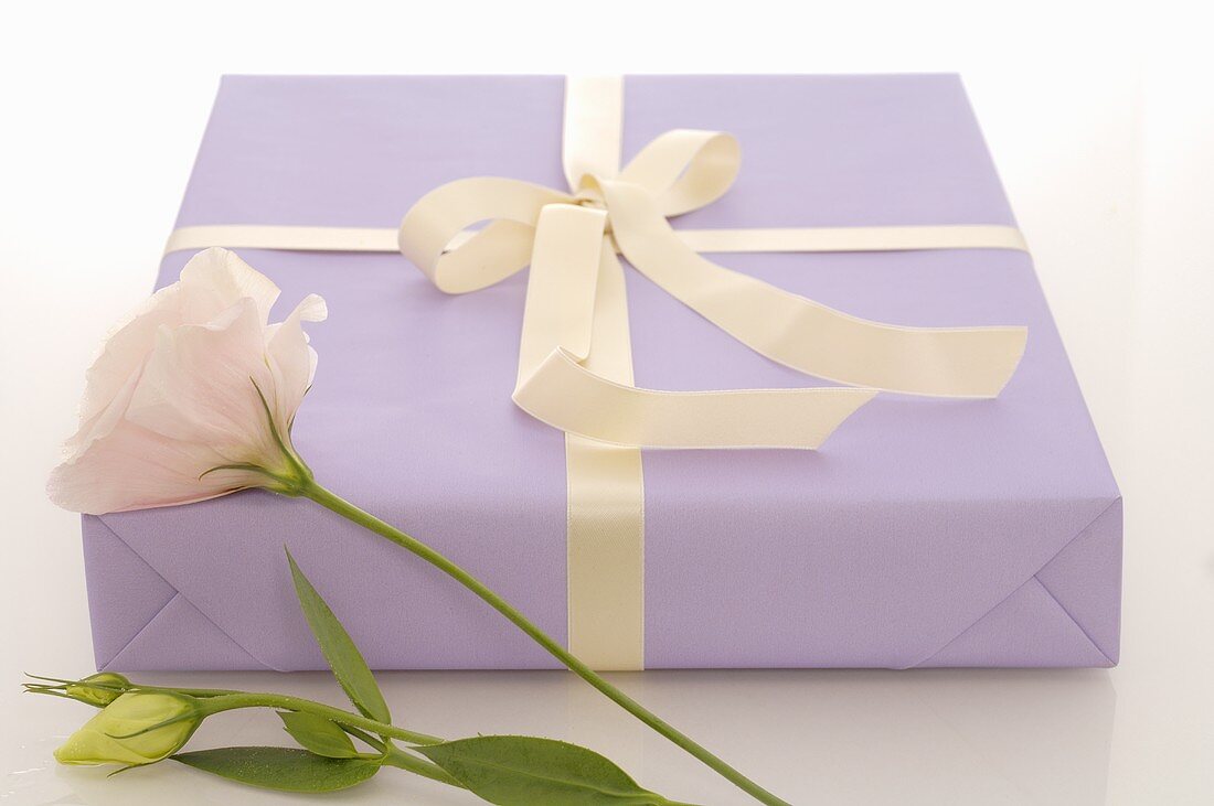 Violett verpacktes Geschenk und weiße Rose