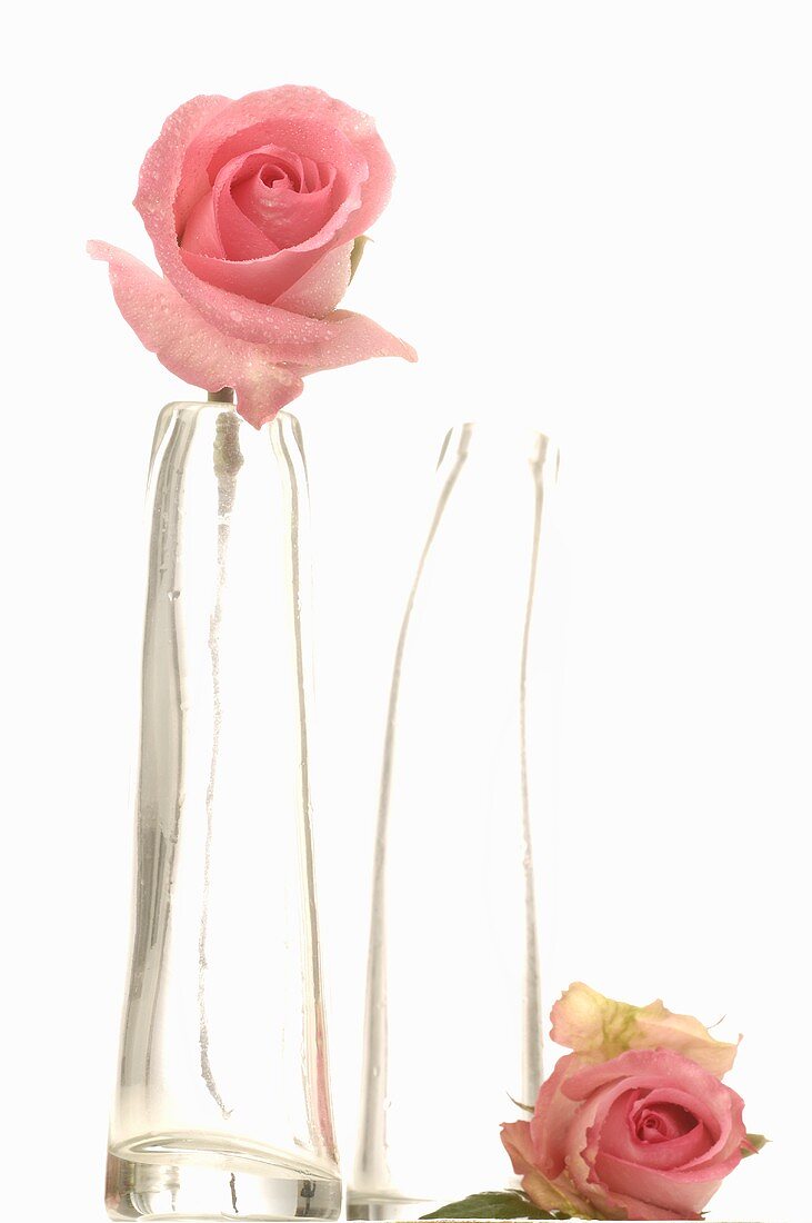 Pink roses in glass vases