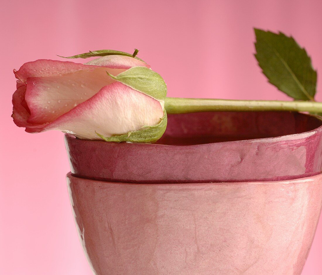 Rose on stacked bowls