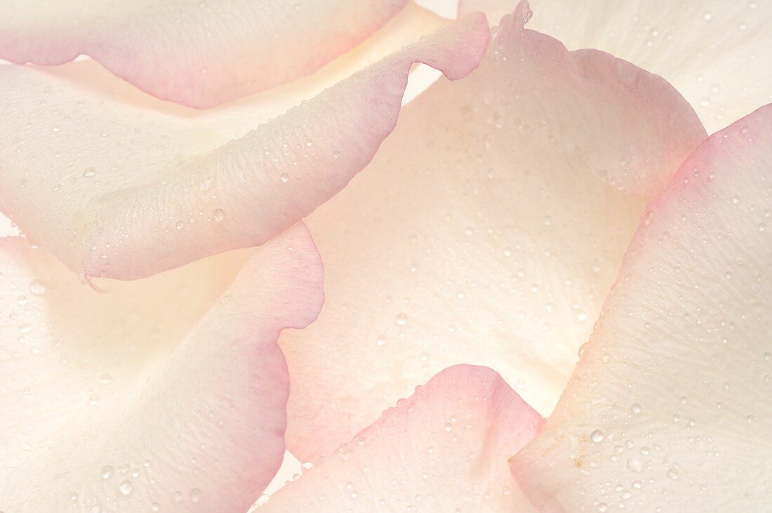 Rose petals (close-up)