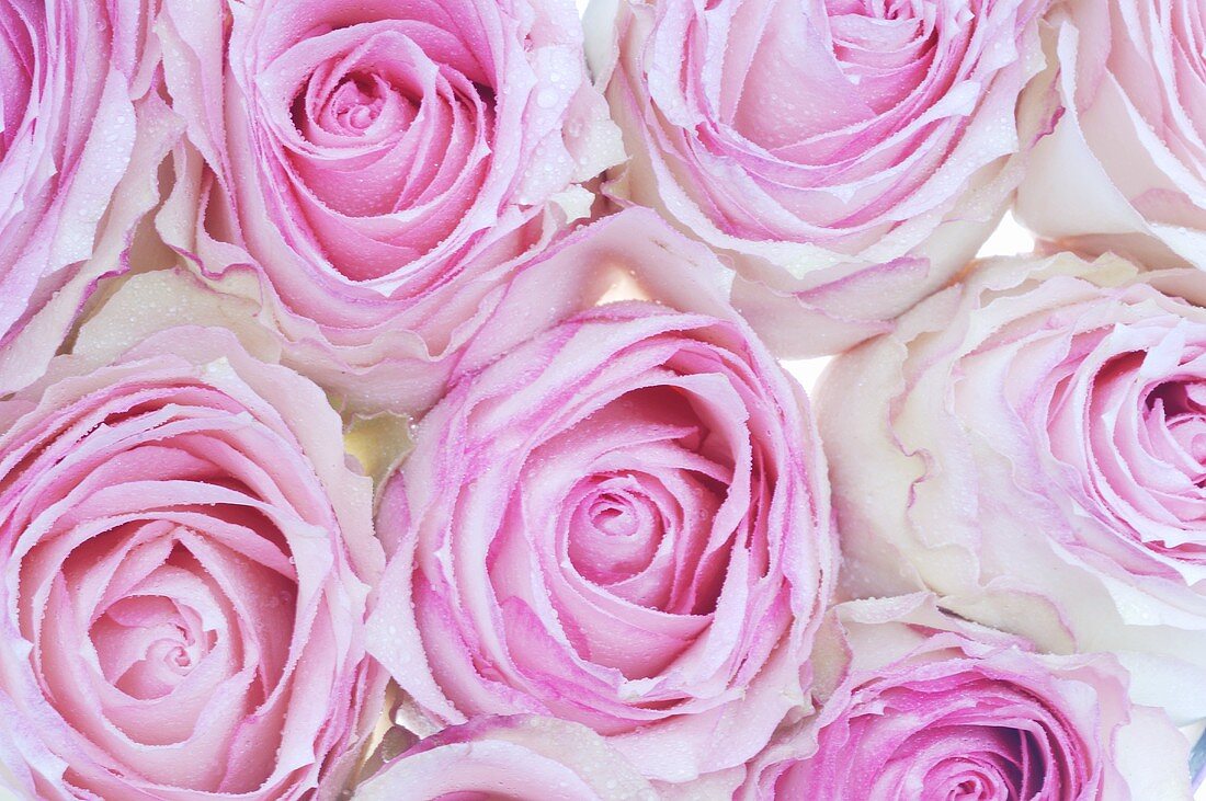 Pink roses (overhead view)