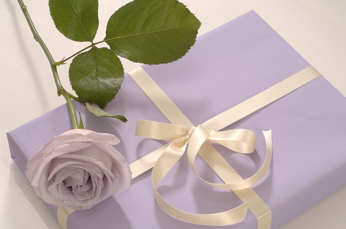Gift and purple rose