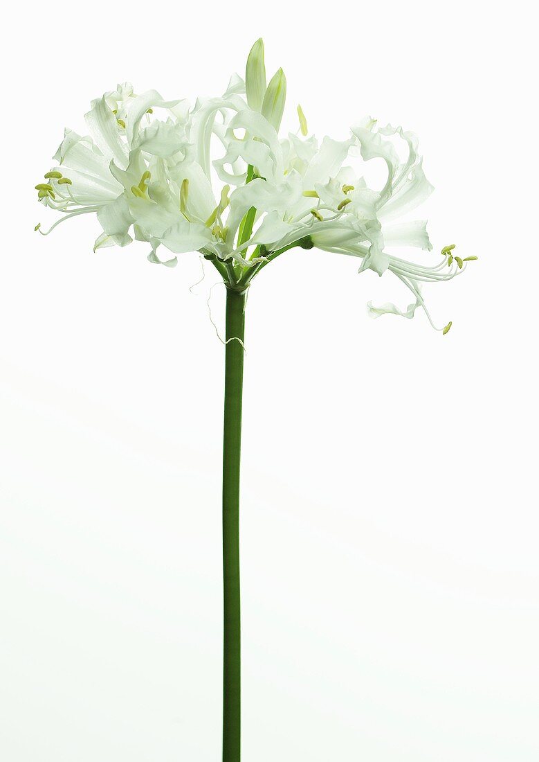 weiße Nerine