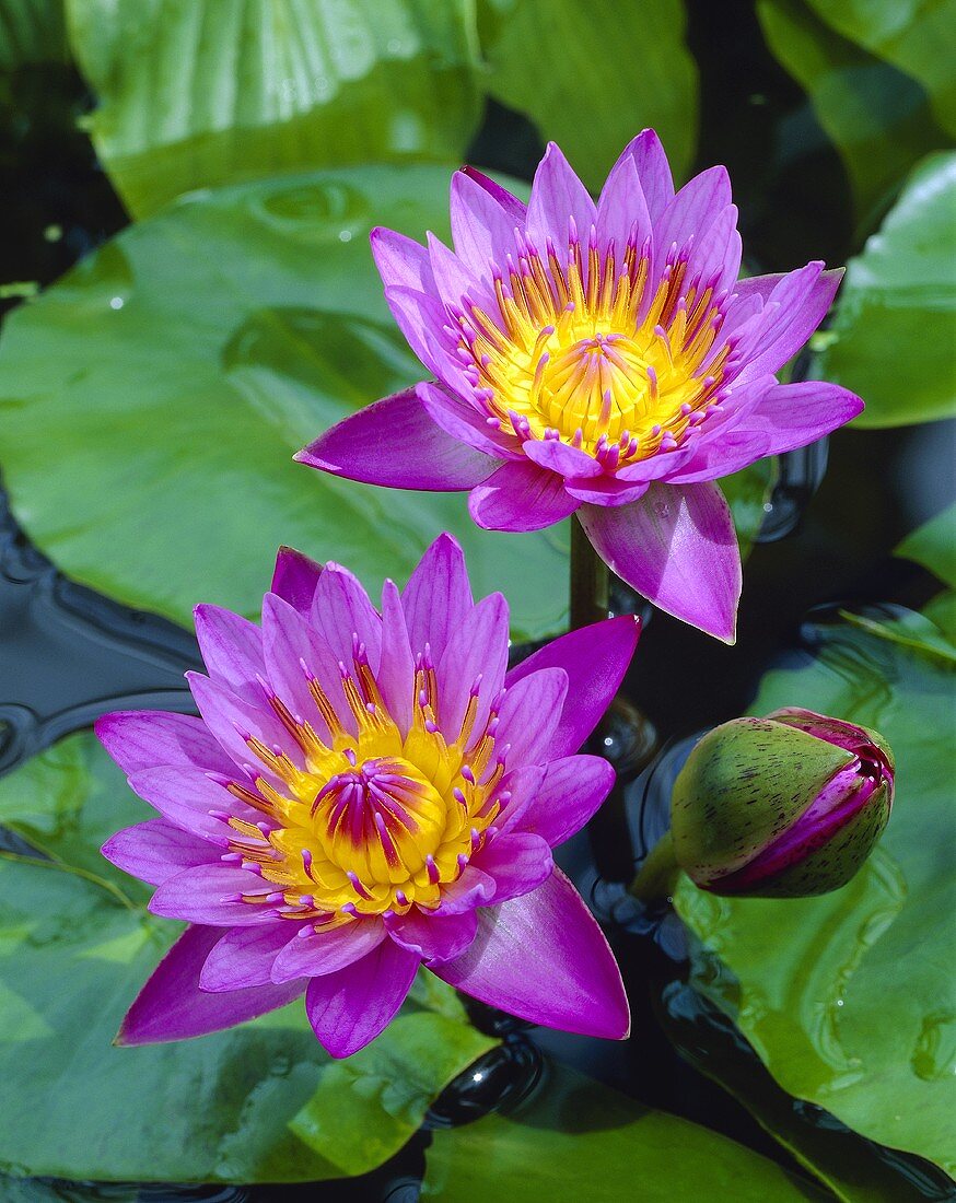 Violette Seerosen im Wasser