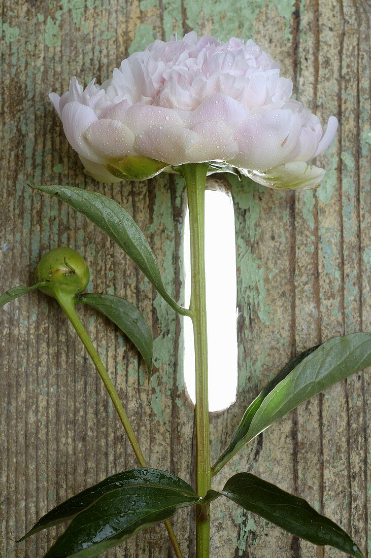 White peony on wooden crate