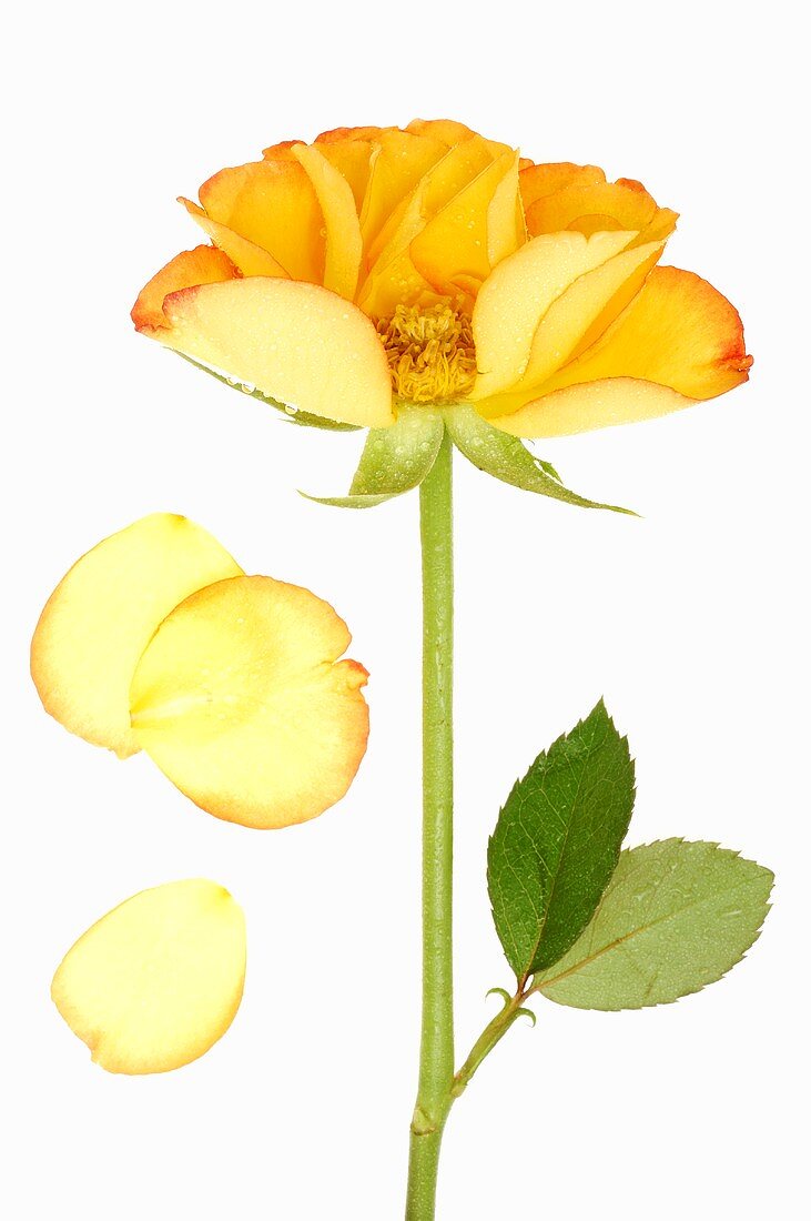 Gelbe Rose mit Blütenblättern