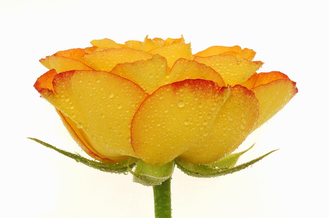 Gelbe Rose mit Wassertropfen