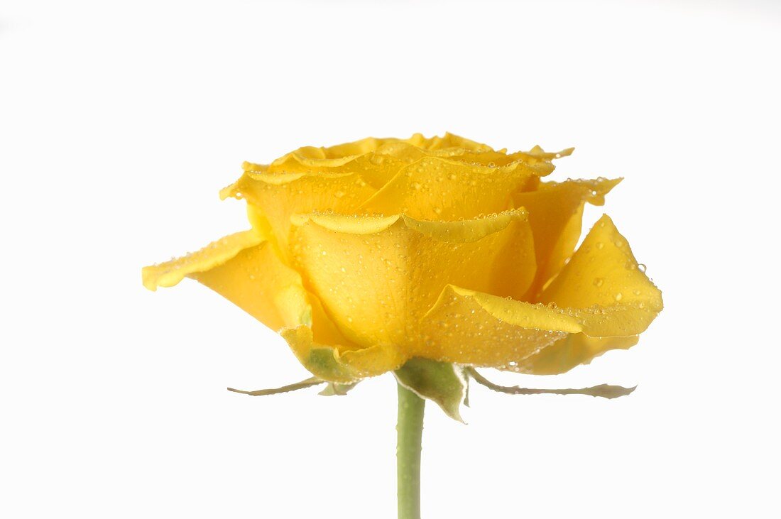 Yellow rose with drops of water