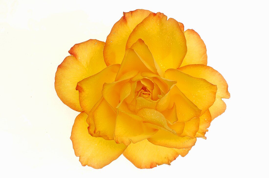 Gelbe Rosenblüte (Draufsicht)