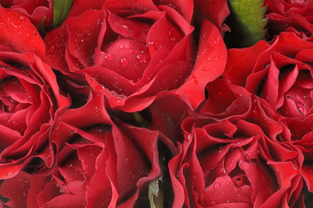 Rote Rosen mit Tautropfen (Close Up)