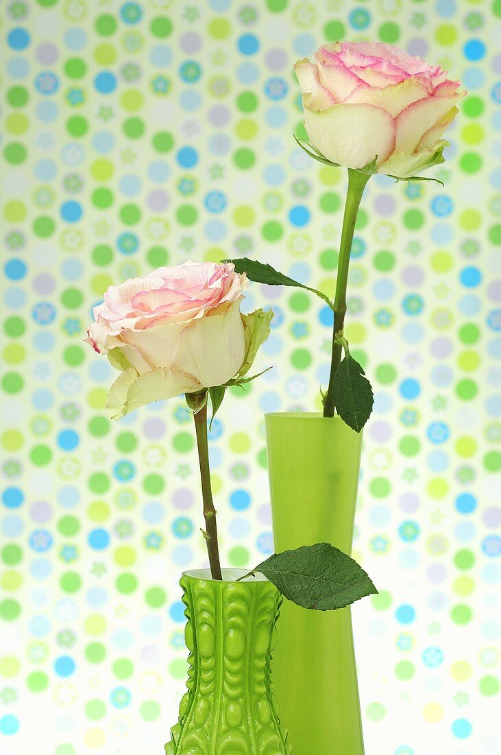 Roses in green vases