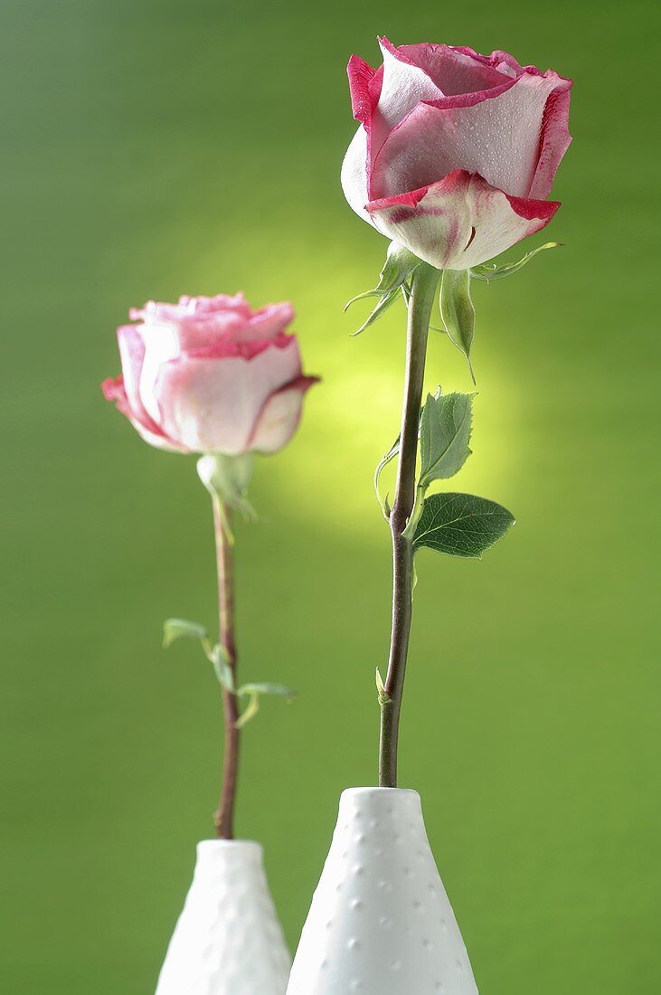 Roses in vases