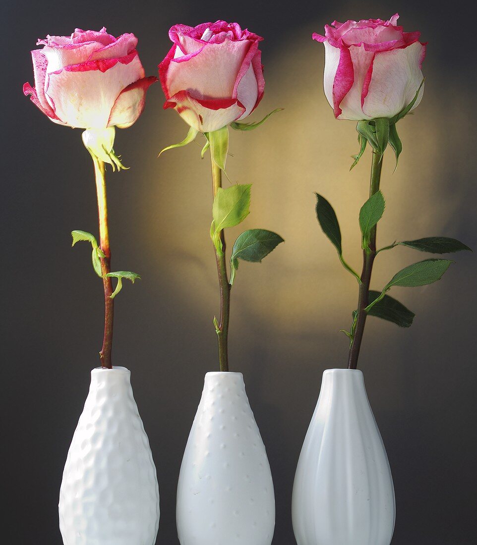 Three roses in vases