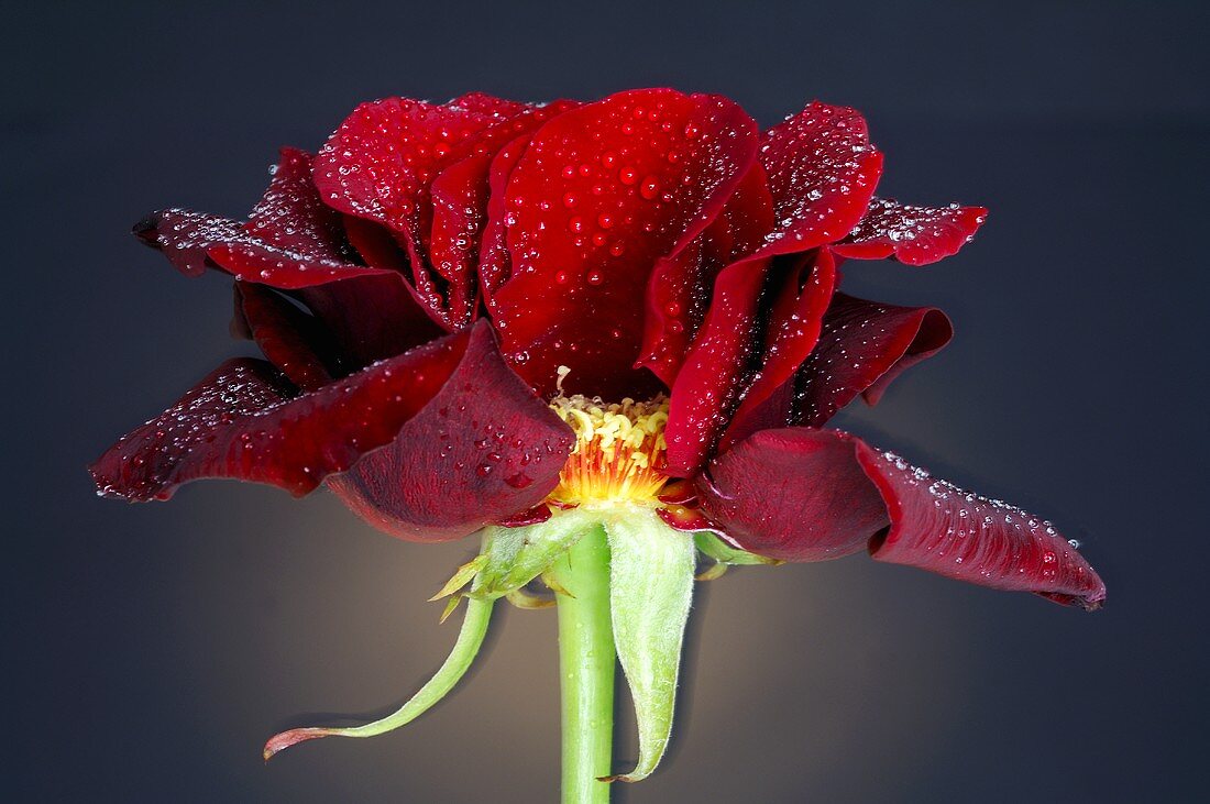 Dunkelrote Rose mit Wassertropfen