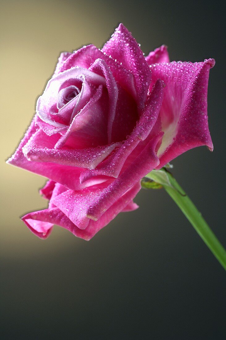 Pinkfarbene Rosenblüte