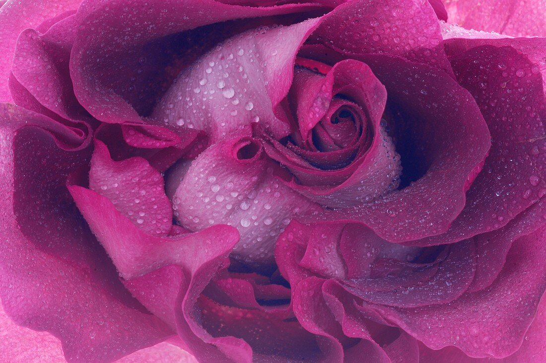 Dunkelrote Rose mit Tautropfen (Close Up)