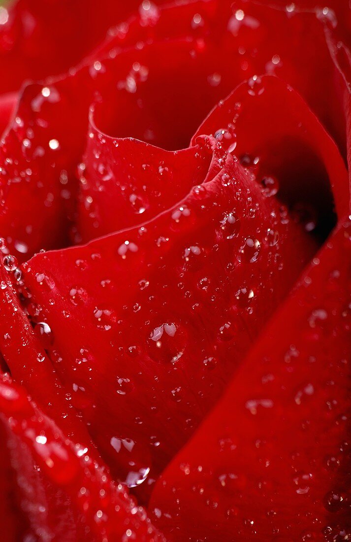 Rote Rose (Nahaufnahme)