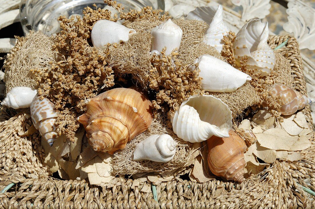 Arrangement of shells (table decoration)