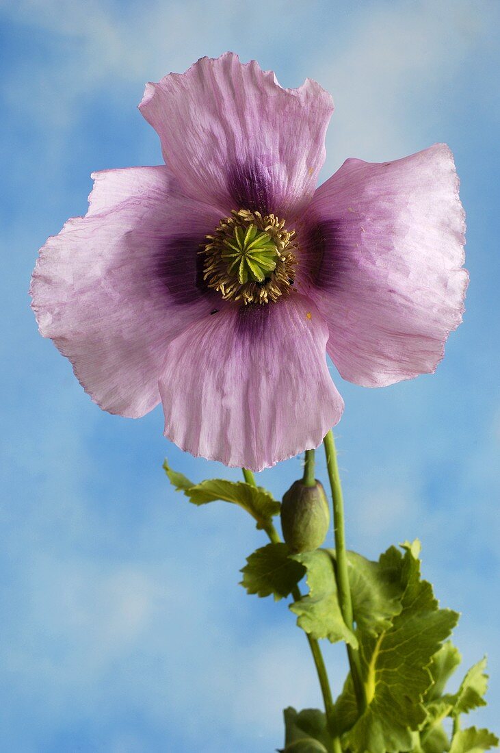 Eine rosa-violette Mohnblüte