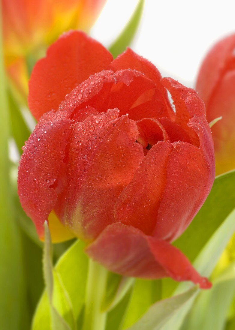 Red tulips with water droplets