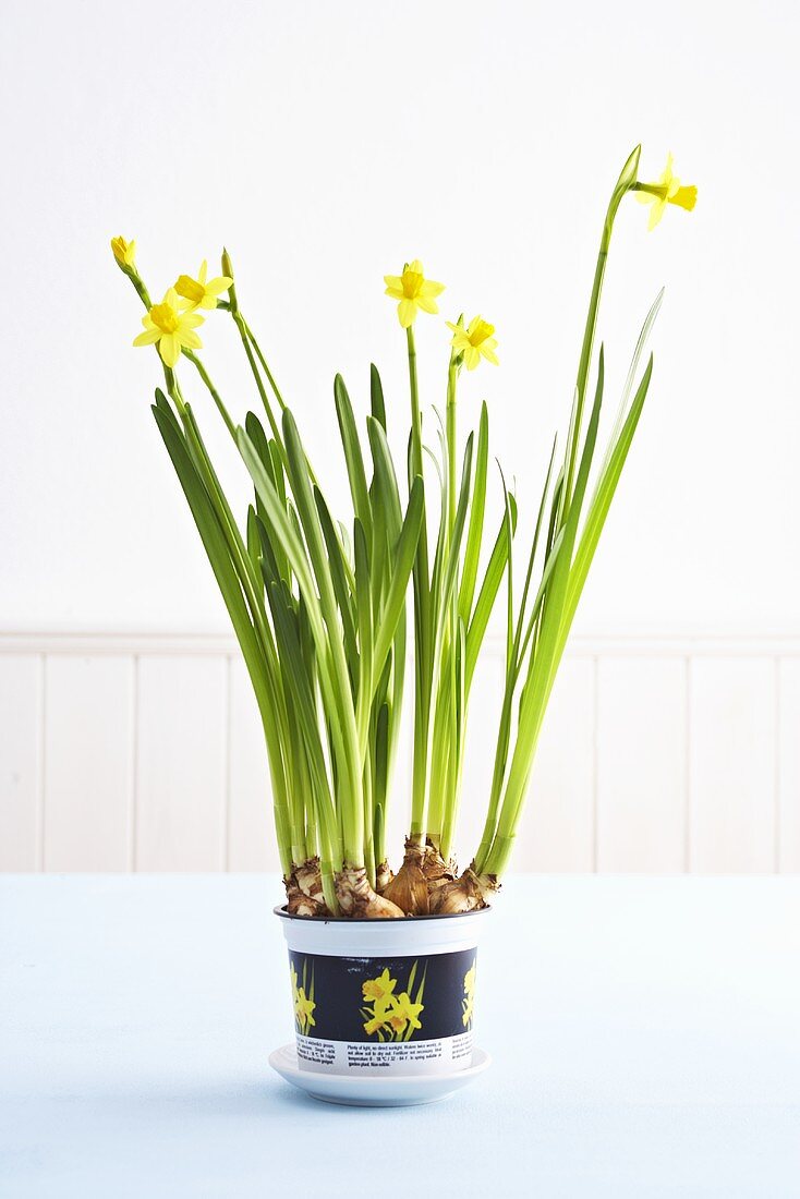 Narcissi in flowerpot