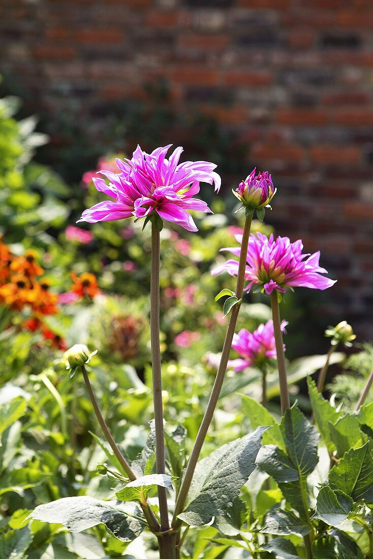 Dahlias in garden