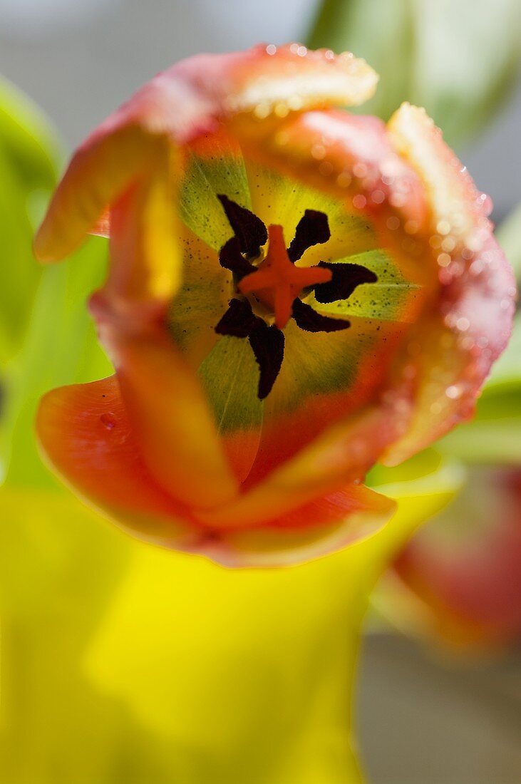 Eine orangefarbene Tulpe, Aufsicht