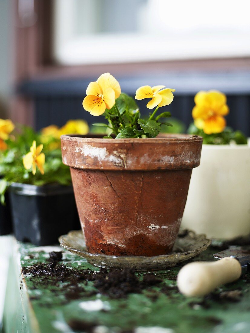 Pansies in flowerpot