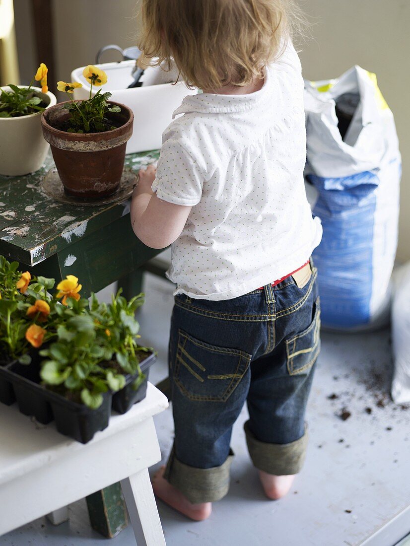 Kleines Mädchen pflanzt Stiefmütterchen in Blumentopf