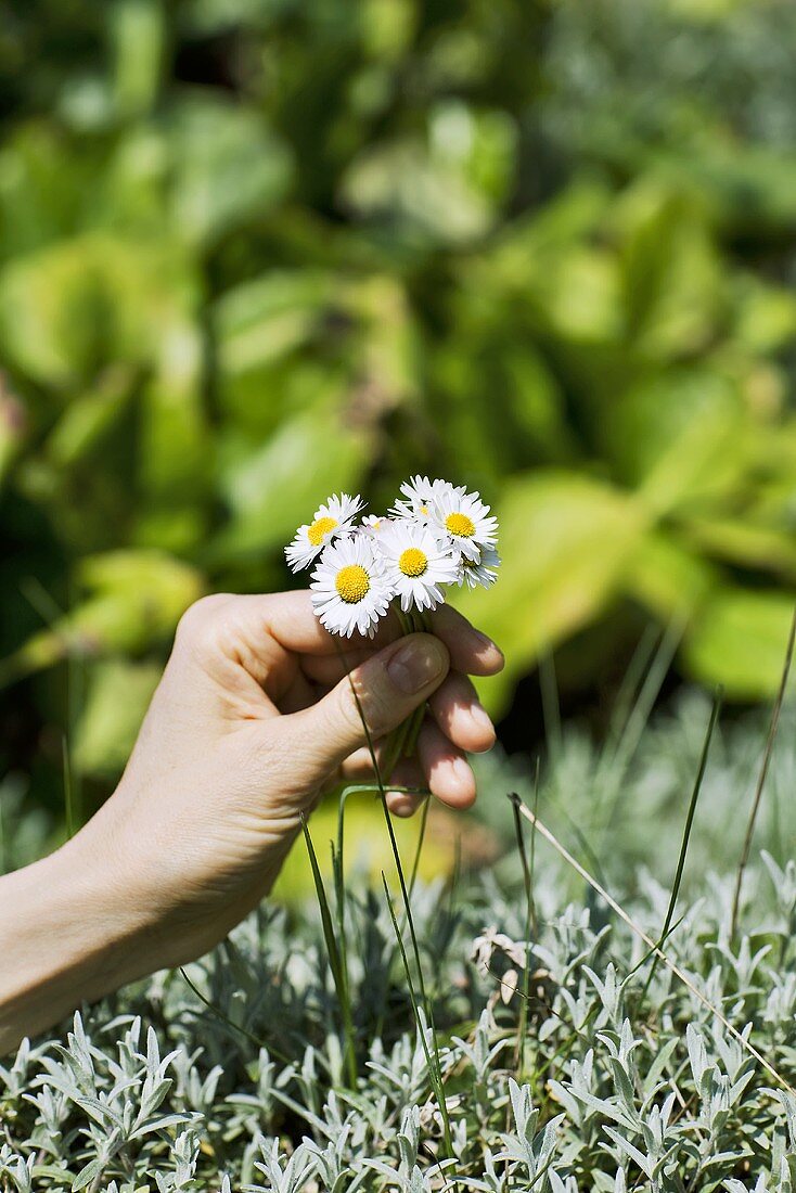 Hand hält Gänseblümchen