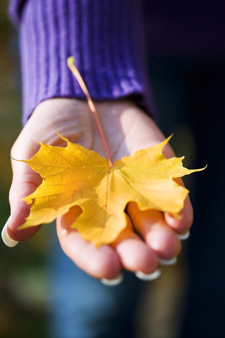 Woman's hand holding a yellow maple leaf