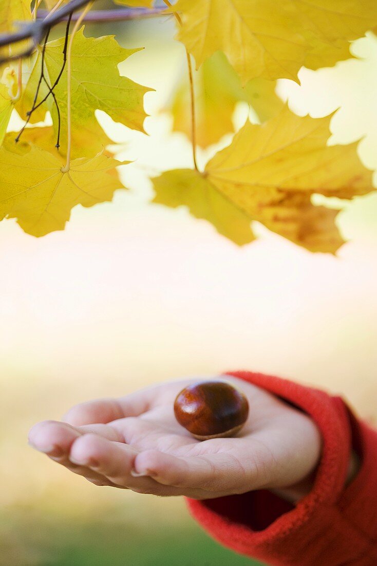 Hand holding chestnut below autumnal maple branch