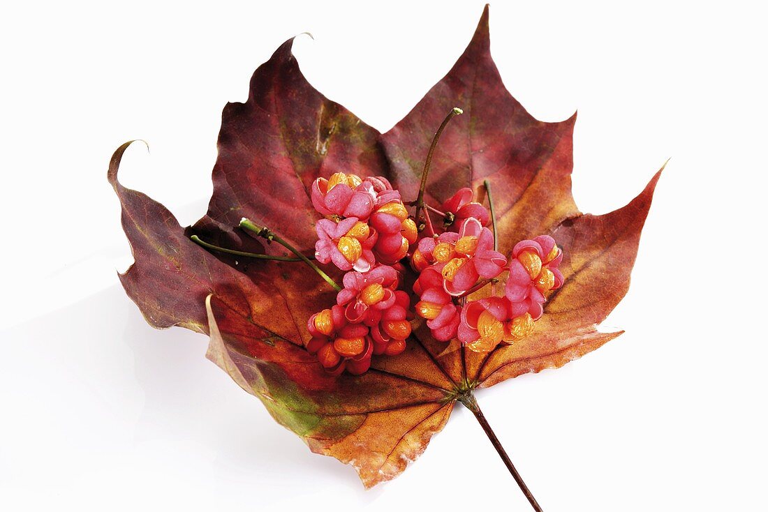 Fruit of the spindle tree on maple leaf (Euonymus europaeus)