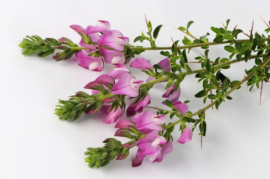 Spiny restharrow with flowers
