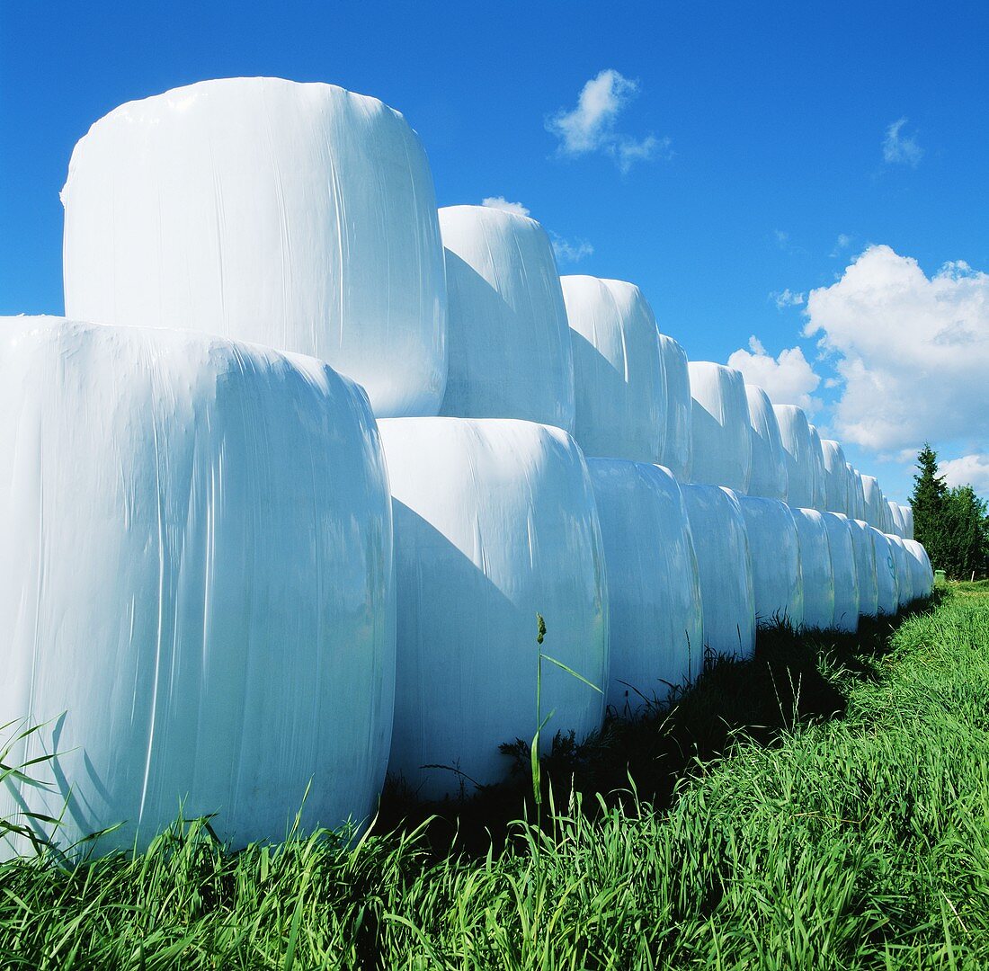 Round bales of silage in field