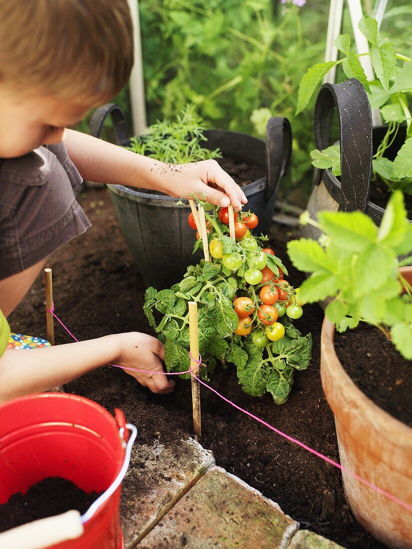 Junge pflanzt eine Tomatenpflanze um