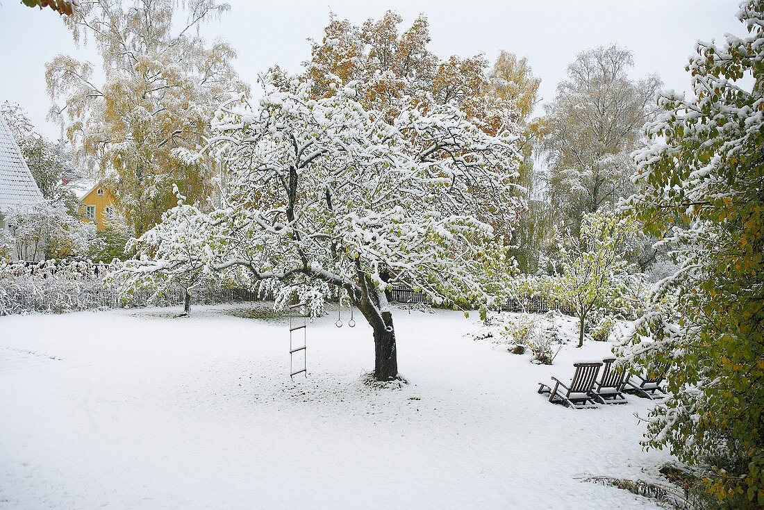 Snow-covered garden