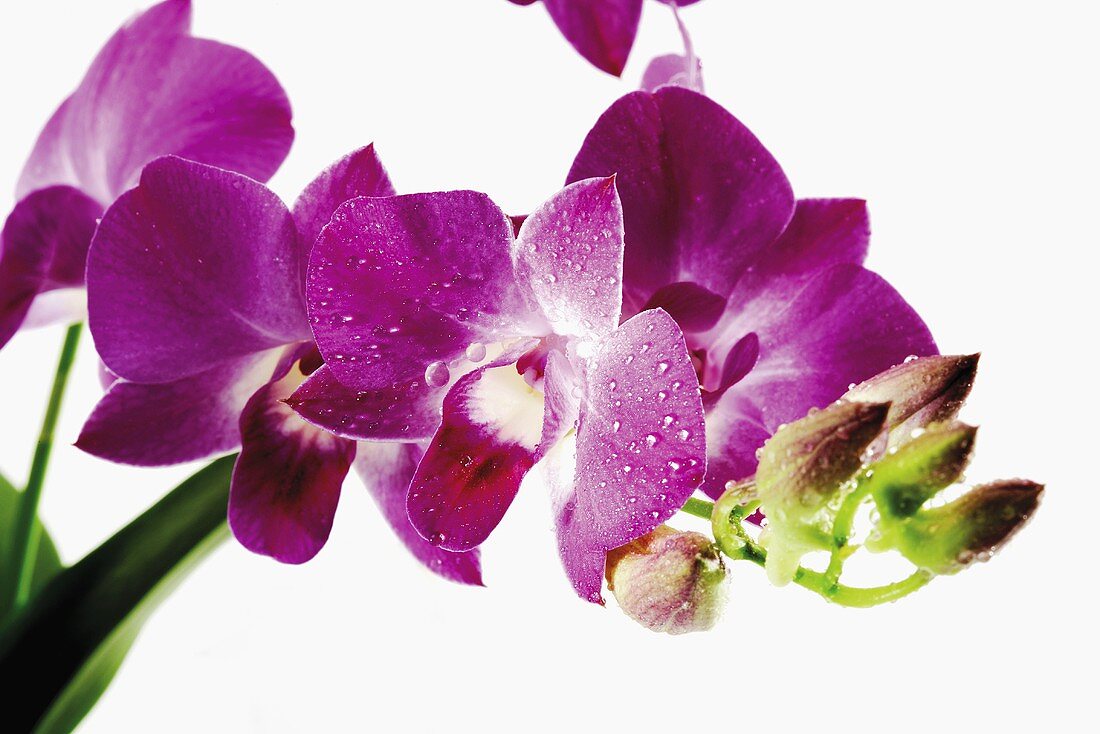 Lila Orchideen mit Wassertropfen (Nahaufnahme)