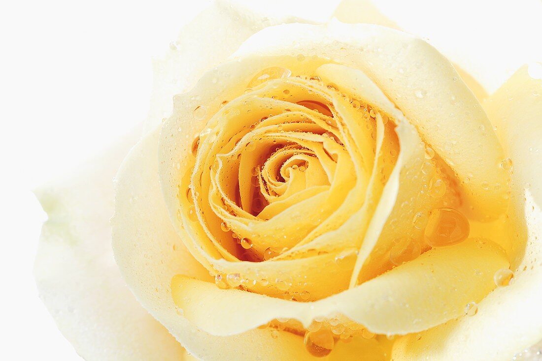 Gelbe Rose mit Wassertropfen (Nahaufnahme)