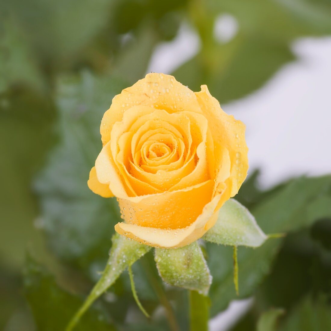 Gelbe Rose mit Tautropfen