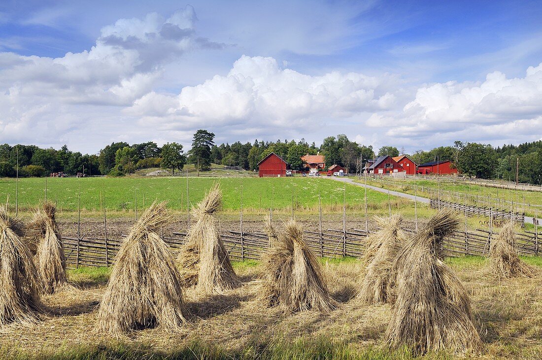 Stooks of rye in a field