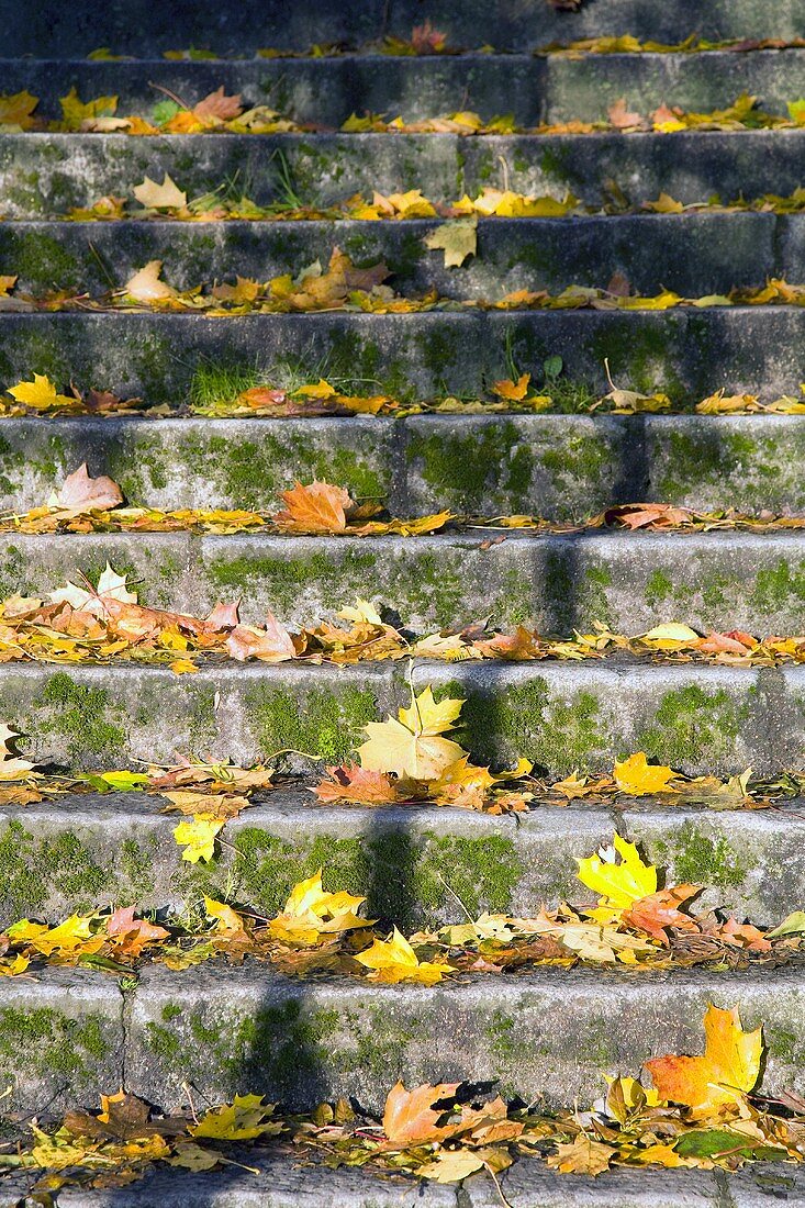 Steintreppen mit Herbstblättern