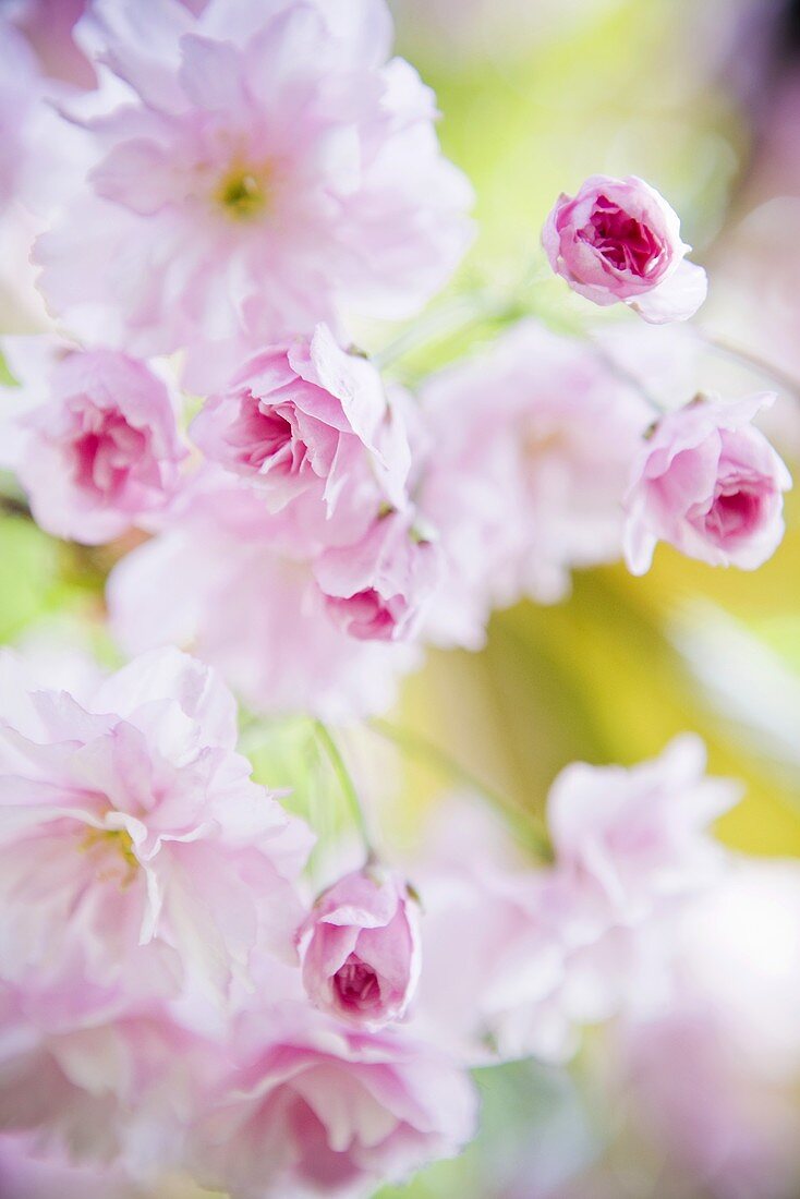 Japanische Kirschblüten (Nahaufnahme)