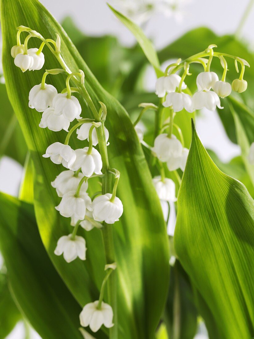 Lilies of the valley (close-up)
