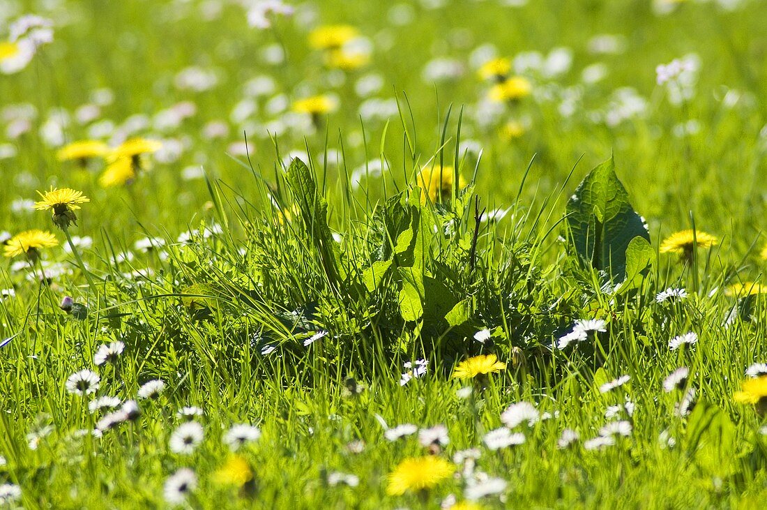 Dandelions and daisies in a pasture