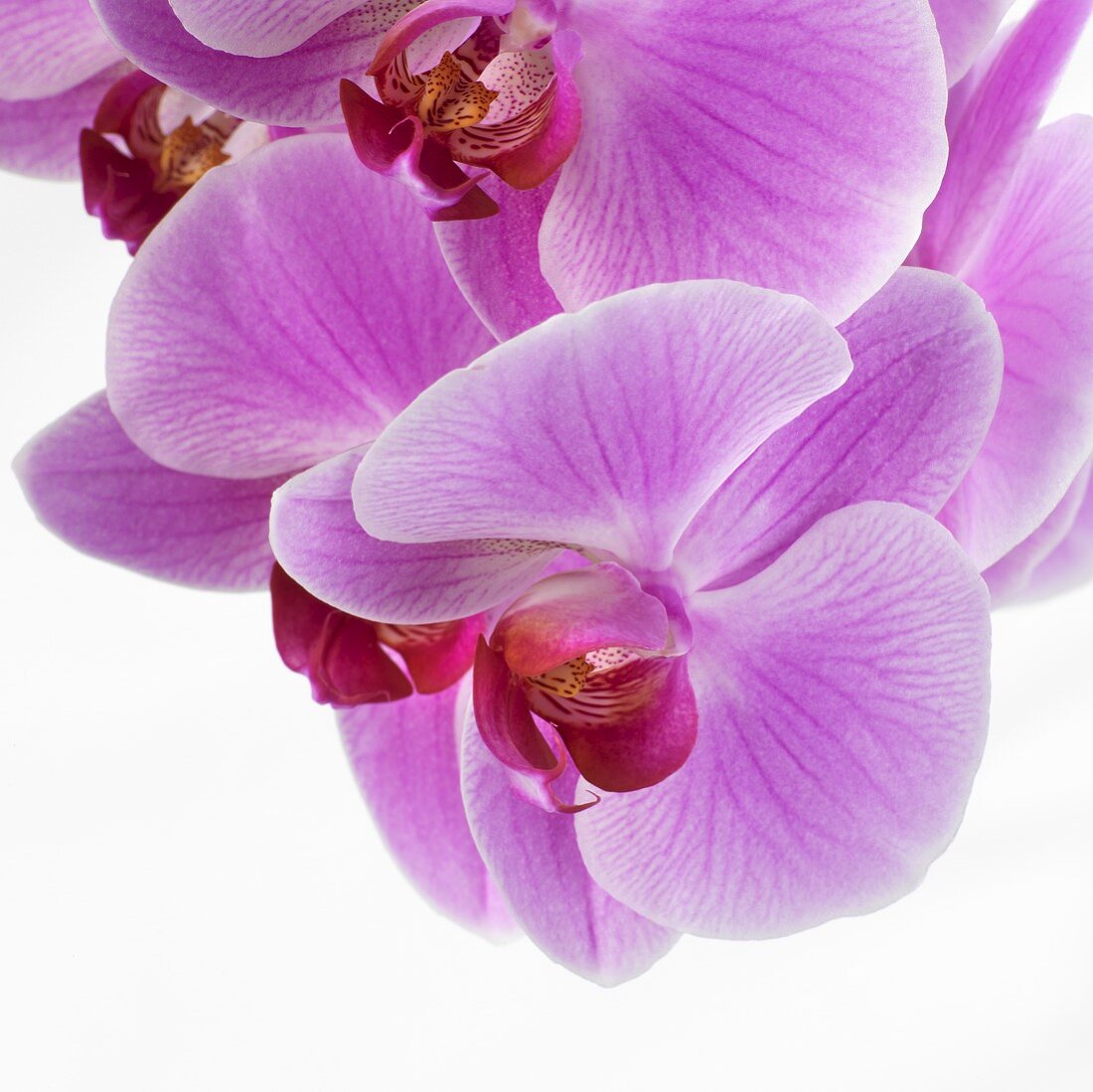 Pinkfarbene Orchideen (Close Up)