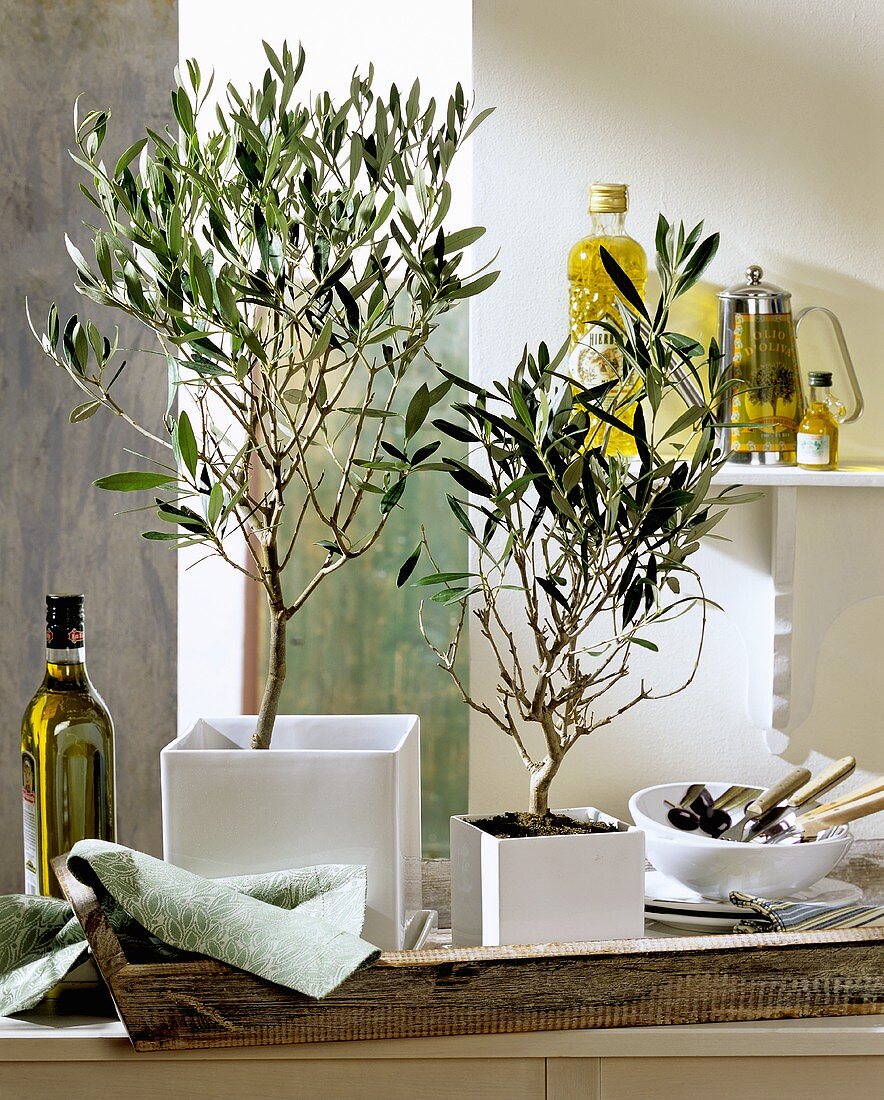 Olivenbäume als Mediterraner Zimmerdeko