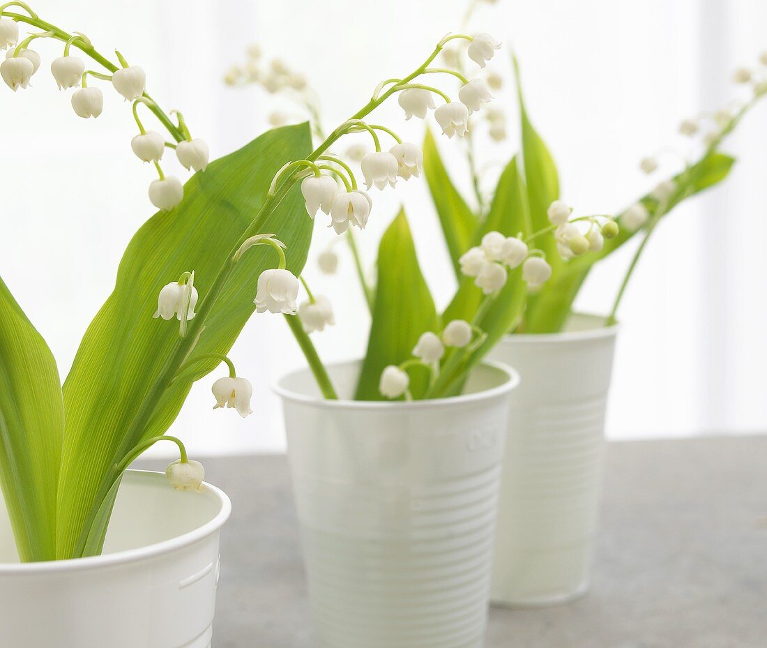 Lilies of the valley in white plastic cups