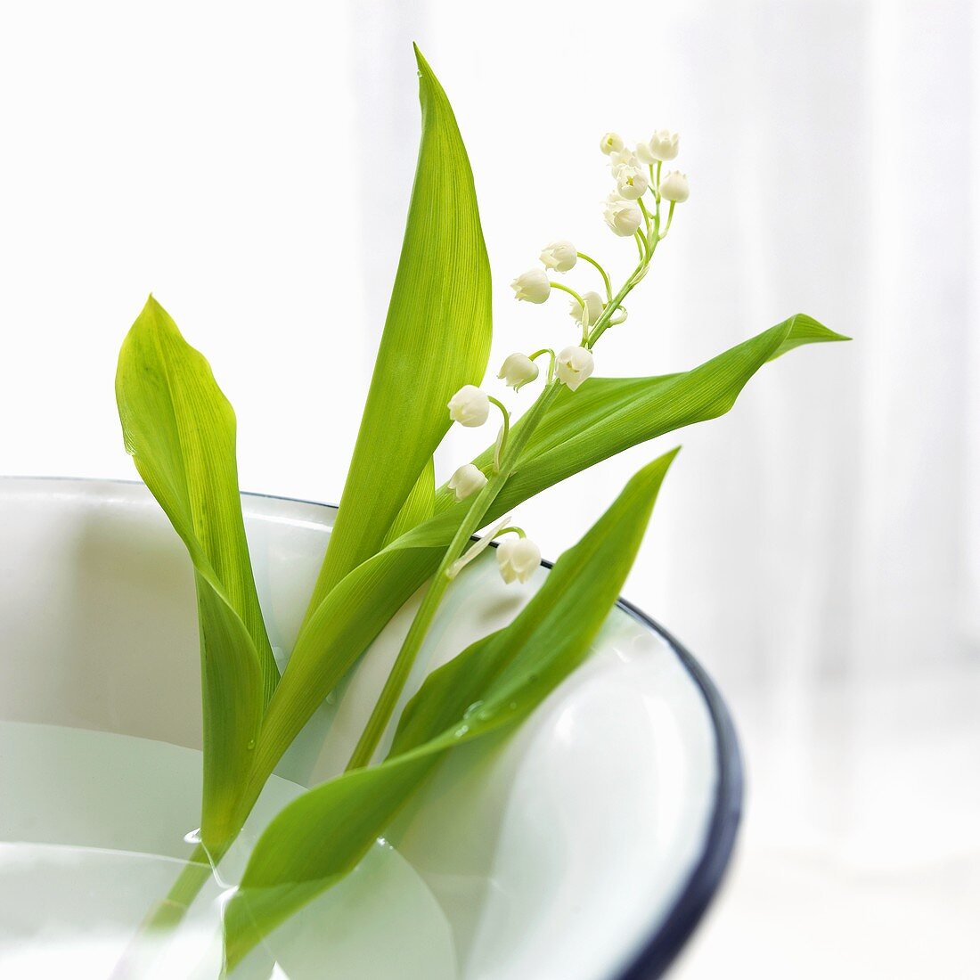 Lilies of the valley in bowl of water