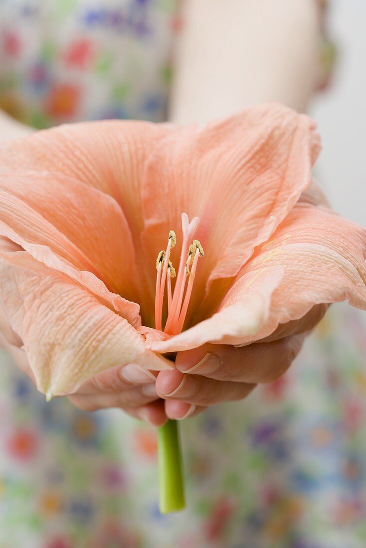 Hands holding salmon-pink amaryllis flower